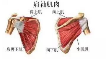这个疾病在肩膀疼里排第一，您知道吗？